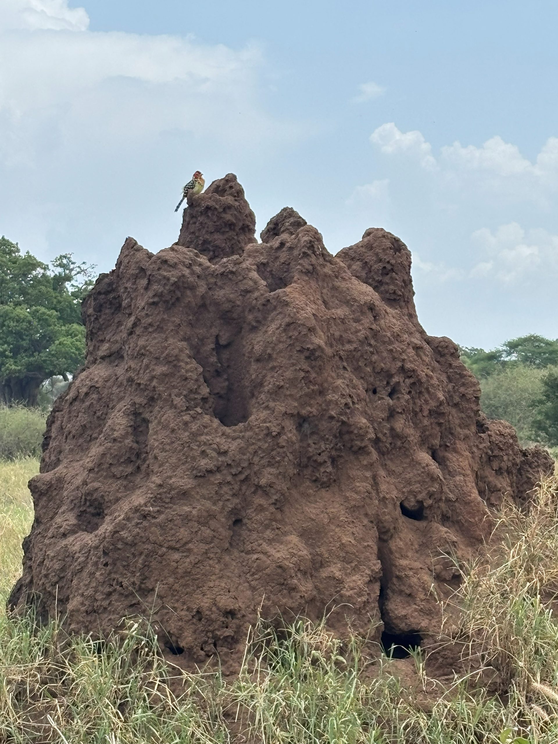Second termite mound with barbet bird perched at the peak
